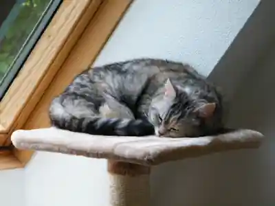 Getigerte Katze schläft eingerollt auf einer Liegefläche am Fenster