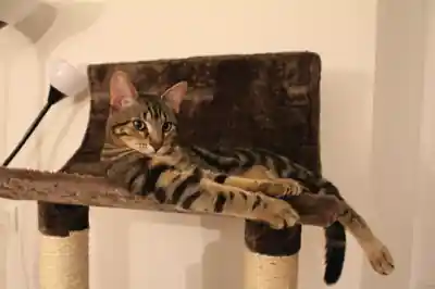 Getigerte Katze liegt auf einem Kratzbaum